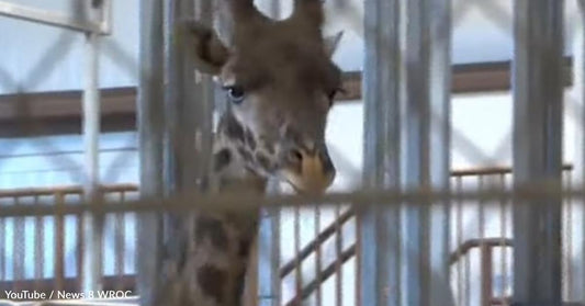 Giraffe at Local Zoo Must Undergo Biopsy