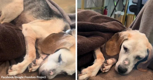 A senior beagle sleeps curled under a blanket, then rests awake on a couch in a split image showing comfort and recovery.