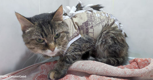 Traumatized Senior Cats Rescued From Frontlines Need Help To Heal