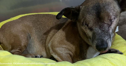 20-Year-Old Dog Left To Fend For Himself On The Street Finds Loving Home