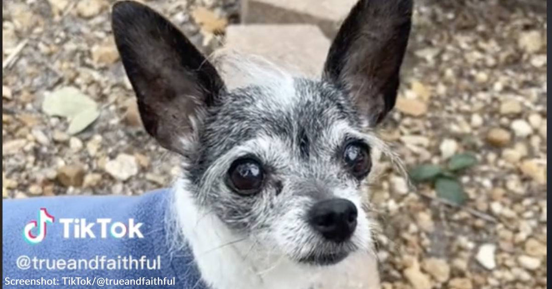 Senior Dog Returned To Rescue For Wanting To Sleep In Bed With Parents