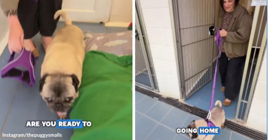A small pug in a shelter room walks toward the door on a purple leash, with text announcing the dog is going home.