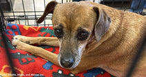 tan dog with gray muzzle on red blanket looking at camera
