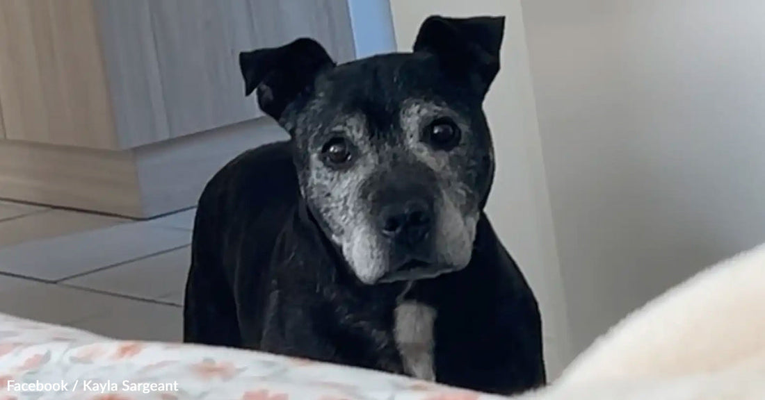 Black dog with gray markings looking curiously at the camera indoors.