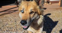 tan and black dog with different colored eyes looking at camera