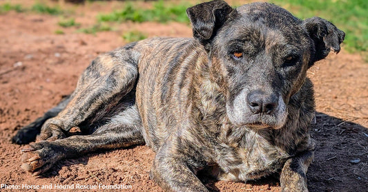 Senior Rescue Dog Has Extra "Pep in Her Step" Thanks to Donated Food