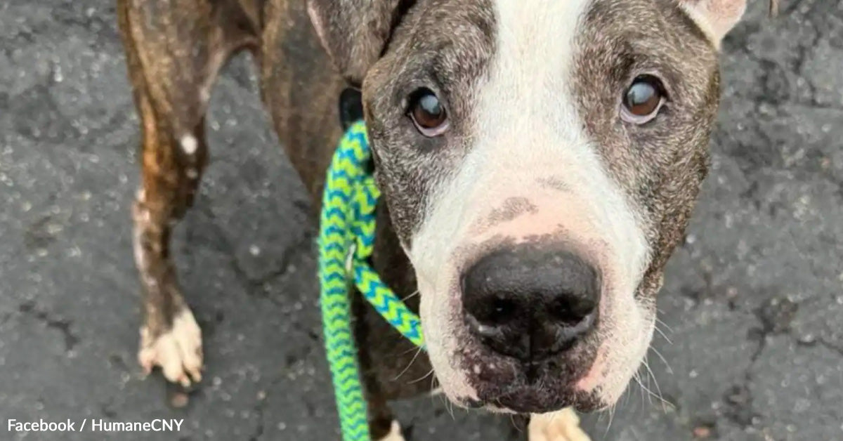 Senior Dog Found Tied To A Picnic Table, Abandoned In A Park | GreaterGood