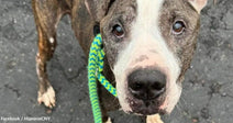 Close-up of a dog with a gray and white coat, wearing a colorful leash.