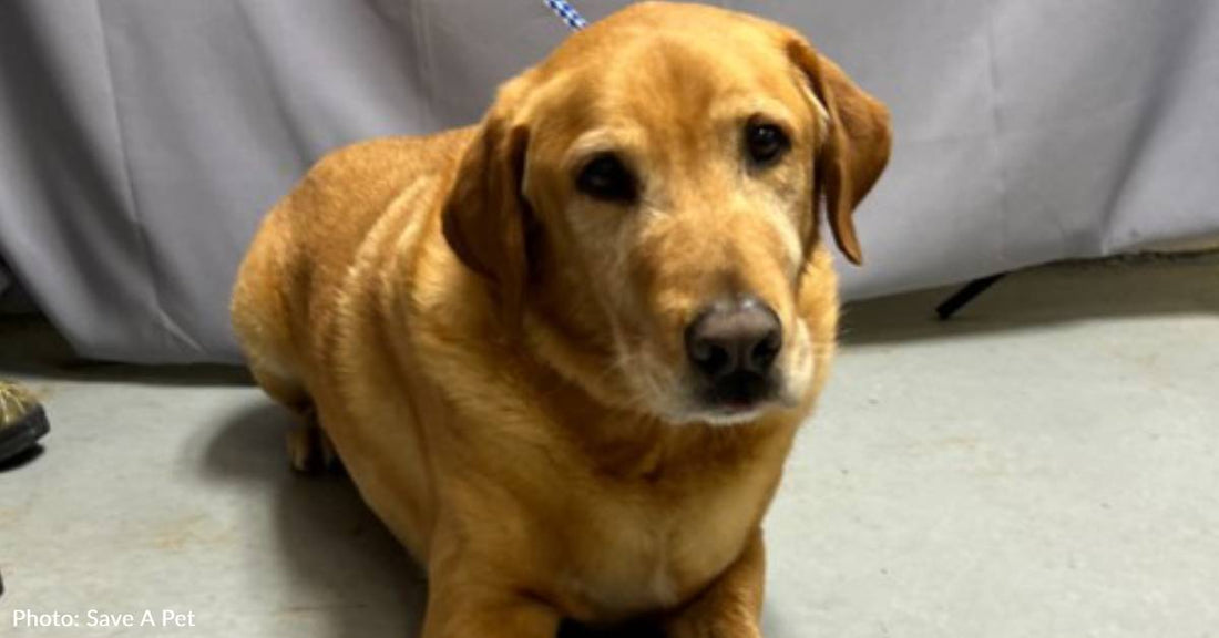 Senior Dog Abandoned By His Family Is One Of The Lucky Dogs Catching A Flight To Freedom