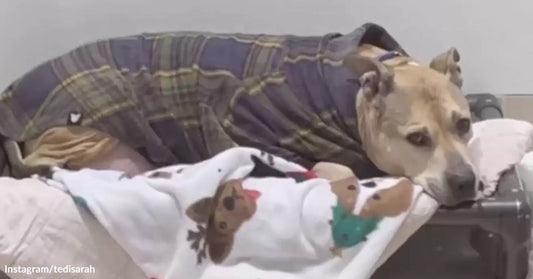 A dog in a cozy blanket and shirt rests on a bed.