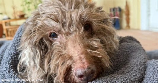 Close-up of a scruffy brown dog resting on a gray blanket indoors, with gentle eyes and a softly blurred living room in the background.