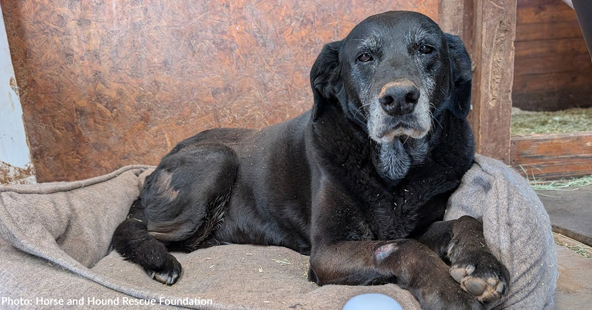 From Surrendered to Spoiled - Love Changed Everything for This Gentle Old Soul