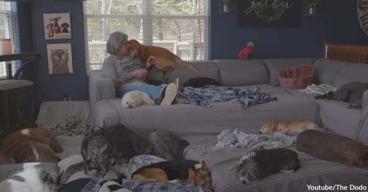A Woman Established Whispering Willows to Provide a Hospice Home for Senior Dogs