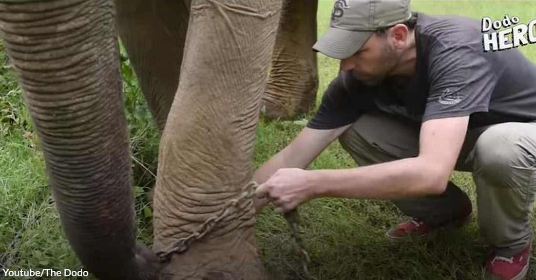 Senior Elephant Fully Reclaims Freedom After Being Heavily Chained for Five Decades