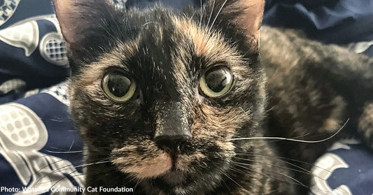 black and tan cat resting on navy blanket