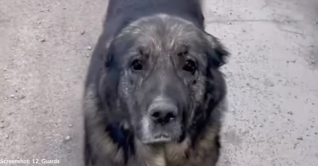 A close-up of a gray dog with expressive eyes against a gravel background.