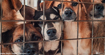 shelter dogs with their noses pressed against metal fence
