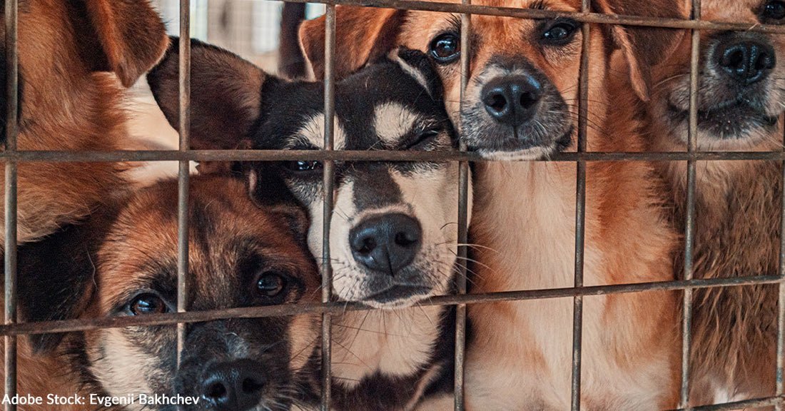 shelter dogs with their noses pressed against metal fence