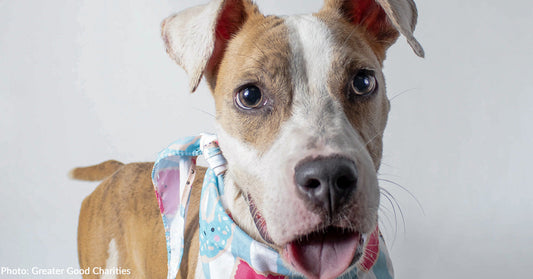 Help Fly Over 70 Shelter Animals Out of Overcrowded Shelters in the South