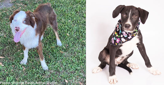 Meet Shelter Dogs Waiting To Catch Their Flight To Freedom