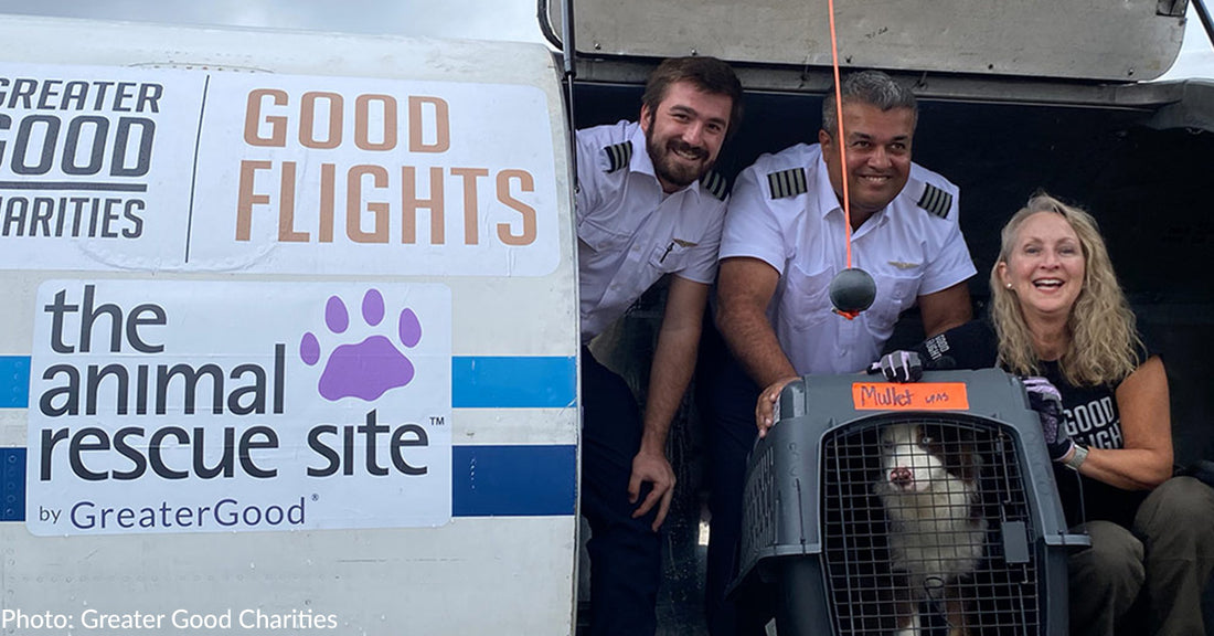 September Flight To Freedom Gives 65 Shelter Dogs A Second Chance