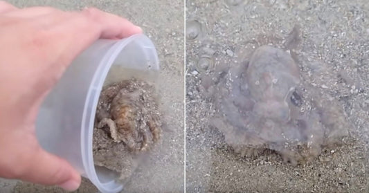 Man Saves Octopus And Gets Unexpected “Thank You”