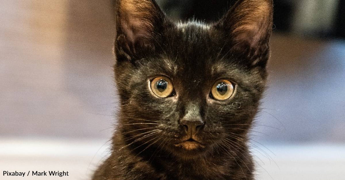 Delivery Driver Sees a Kitten in the Road and Takes Him On the Rest of His Route