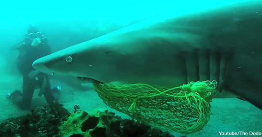 A Shark Expressed Gratitude to the Scuba Diver Who Saved Him from Distress