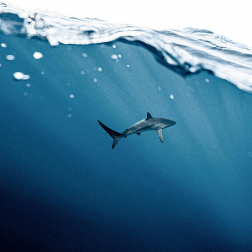 Stop Endangered Sharks From Being Sold As Bargain Meat