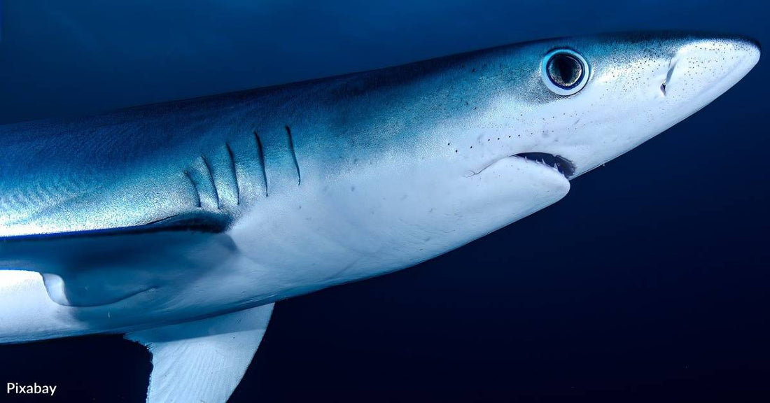 New Research Shows That Shark Hatching Success Could Fall to 11% In Harsher Climate Conditions