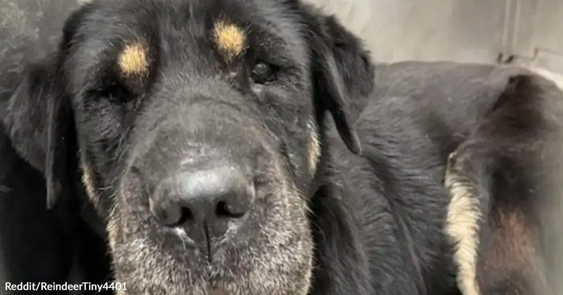 A close-up of a sad, black dog with distinctive markings around its eyes.