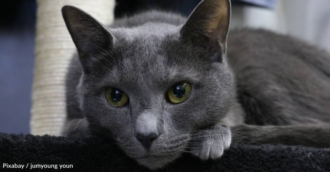 Family Decides Not to Adopt Cat Due to Her Vision Impairment, But She Finds Loving New Home