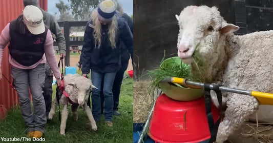 A Sheep Successfully Learned to Stand Again After 29 Days of Daily Rehabilitation Sessions