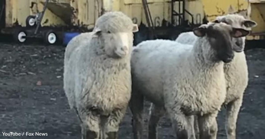 Sheep Escape from Slaughterhouse and Get a New Chance at Life