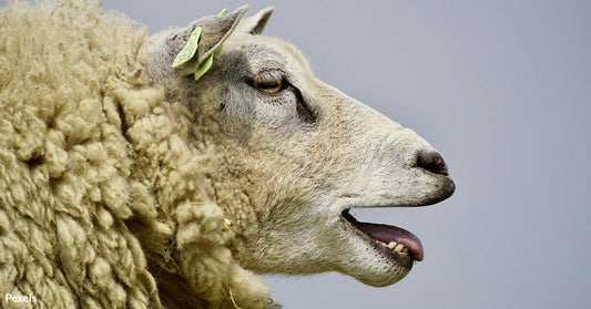 Sheep Steals Hearts Worldwide with Tail-Wagging Love for Their Human