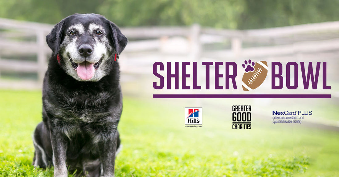 Help Hungry Shelter Pets Score Nutritious Food During The Shelter Bowl