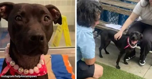 Side-by-side images show a black dog wearing a pink bandana and pearl-style necklace, then smiling while meeting people outside.