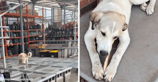 Small light-colored dog standing on metal framing inside an industrial-looking building or warehouse. White dog lying on a porch or patio, chewing on a long treat or bone.