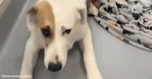 White dog lies flat on a floor indoors with its front legs stretched forward, looking tired or relaxed.
