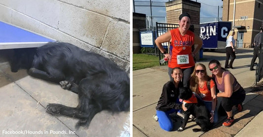 Black dog lying curled against a cinder block wall beneath a blue bench or table outdoors. Group of women posing with a rescued black dog outside a stadium after a race or event.