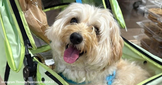 Small white fluffy dog pants happily while sitting in a light green stroller.