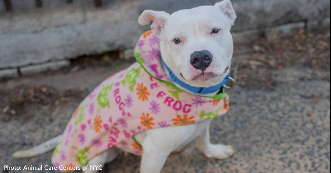 Shelter Dog Smiles Every Time Someone Calls Her Pretty