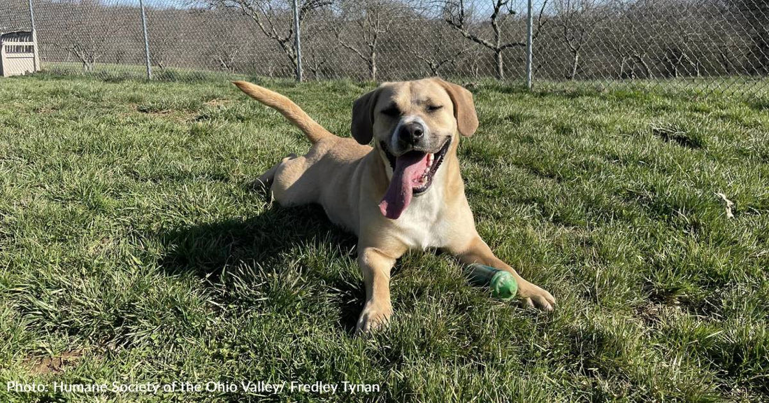 Long-Stay Shelter Dog Spoiled With Donated Toys & Treats While He Waits For A Forever Home