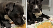 Black-and-white dog lying on a blanket in a kennel, sniffing crackers on a tray and looking up beside the caption “I brought him some snacks.”