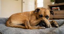 A relaxed dog lays on a cozy gray blanket with its paws covering its face.
