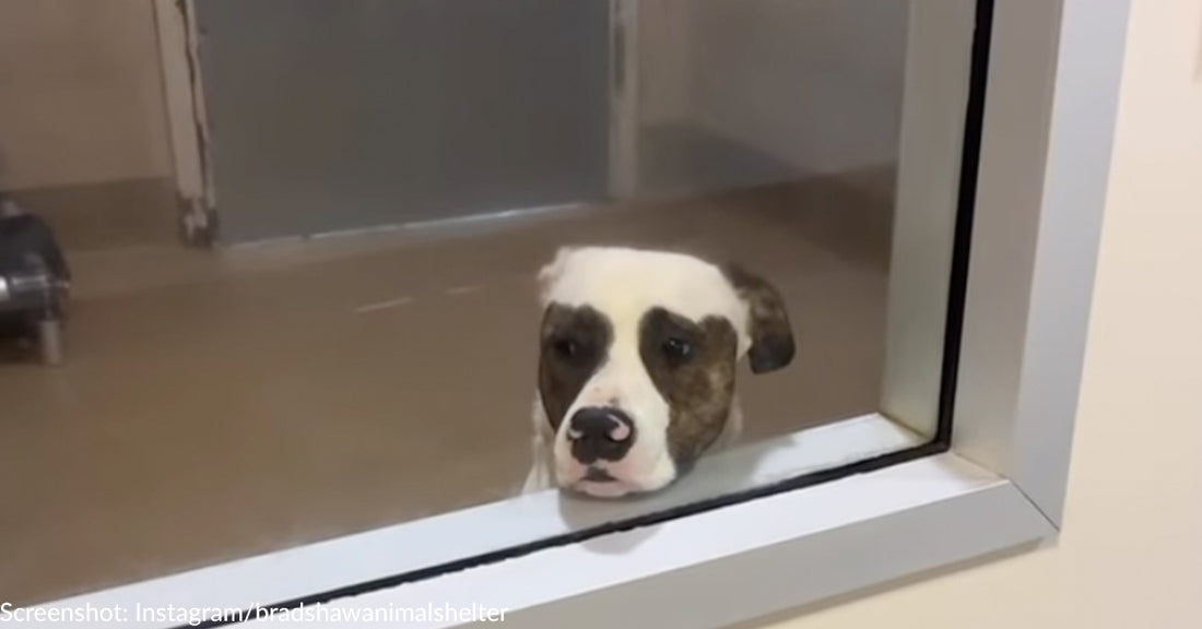 Shelter Dog Who Spent His Days Staring Out Window Finally Finds Loving Home