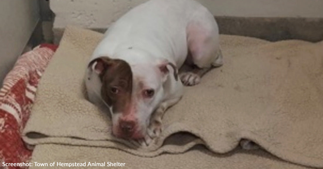 Shy Dog Has Been Waiting Over 500 Days at Shelter for Someone to Pick Her