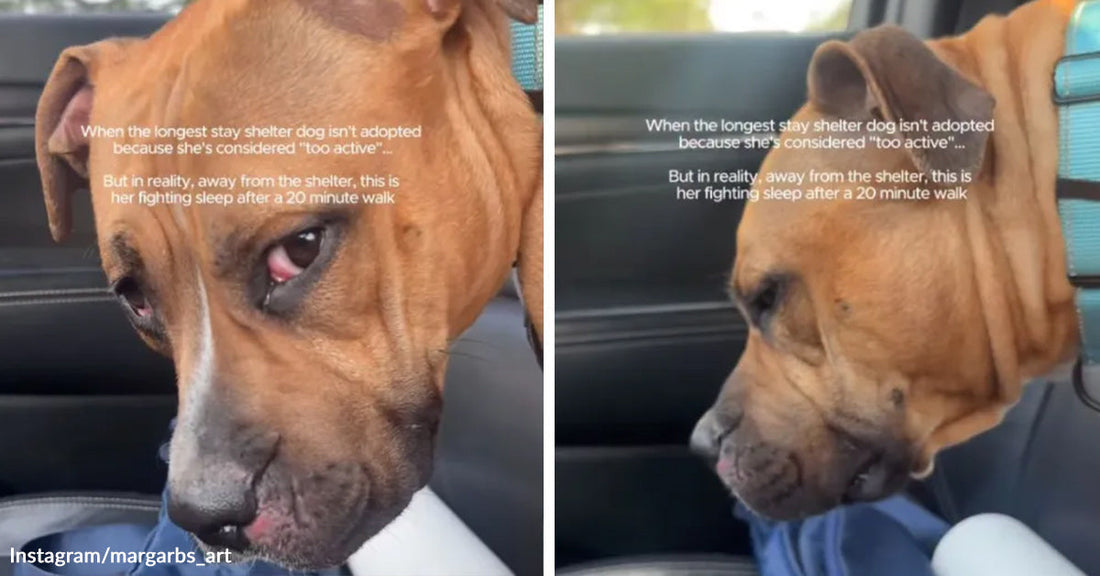 Close-up of a tan shelter dog in a car looking drowsy, with on-screen text explaining she is labeled “too active” at the shelter but is nearly asleep after a short walk.