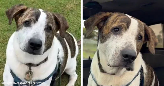 Side-by-side images of a white-and-brindle dog sitting on grass and then riding in a car, looking calmly at the camera.