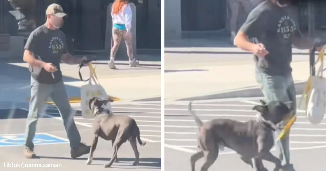 Split image of a man walking a gray dog through a parking lot and the dog striding beside him on leash.